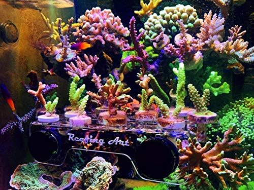 Reefing Art Magnetisches Korallen-Frag Rack stärkste N52 Magnete für bis zu 41 Stecker (mittlere Grö