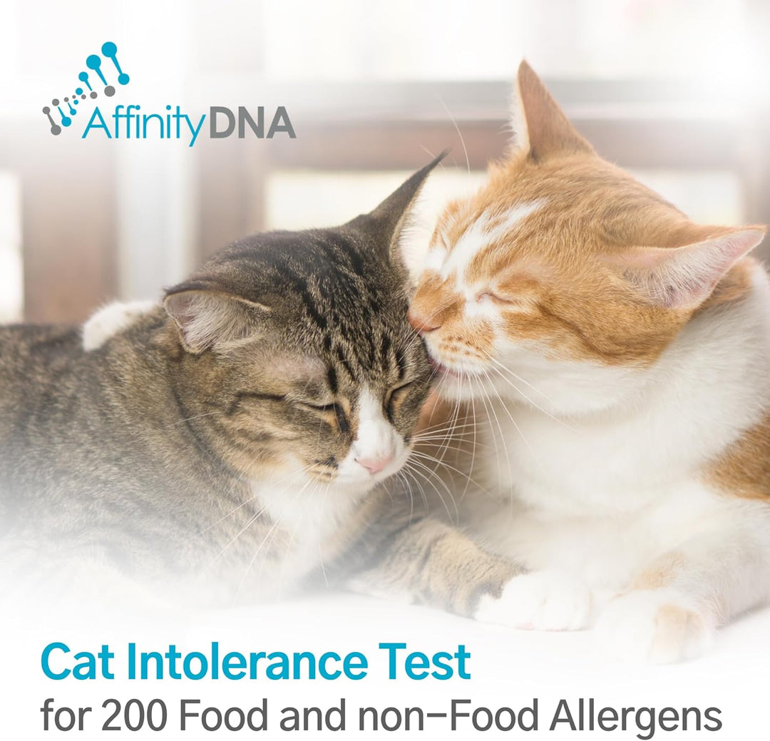 Katzen-Intoleranztest für 200 Lebensmittel und Nichtlebensmittel | Probenentnahmekit für 1 Katze für