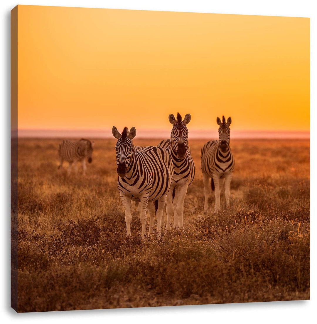 Zebra in der Savanne, Format: 70x70 auf Leinwand, XXL riesige Bilder fertig gerahmt mit Keilrahmen,