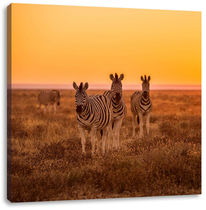 Zebra in der Savanne, Format: 70x70 auf Leinwand, XXL riesige Bilder fertig gerahmt mit Keilrahmen,