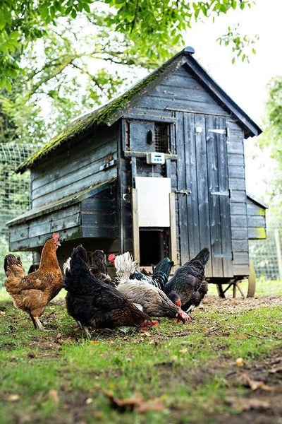 ChickenGuard® Standard Automatische Türöffner für den Hühnerstall, Automatische Hühnerklappe, mit Ti