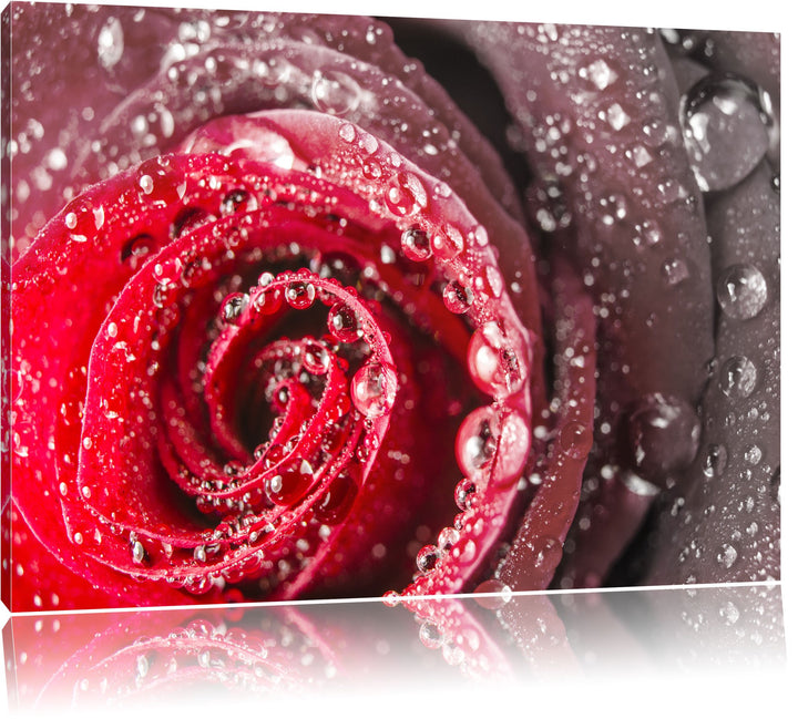 Pixxprint Rose mit Wassertropfen als Leinwandbild/Grösse: 100x70 cm/Wandbild/Kunstdruck/fertig bespa