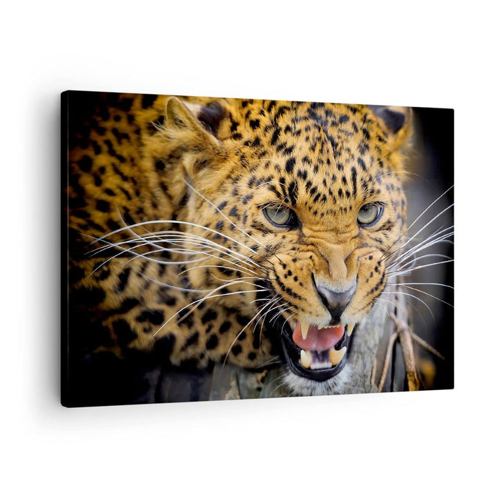 Bilder auf Leinwand Leopard tier savanne afrika Leinwandbild 70x50cm Wandbilder Dekoration Wohnzimme