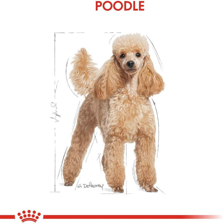 Royal Canin Poodle Erwachsene Hundefutter, 3 Kg