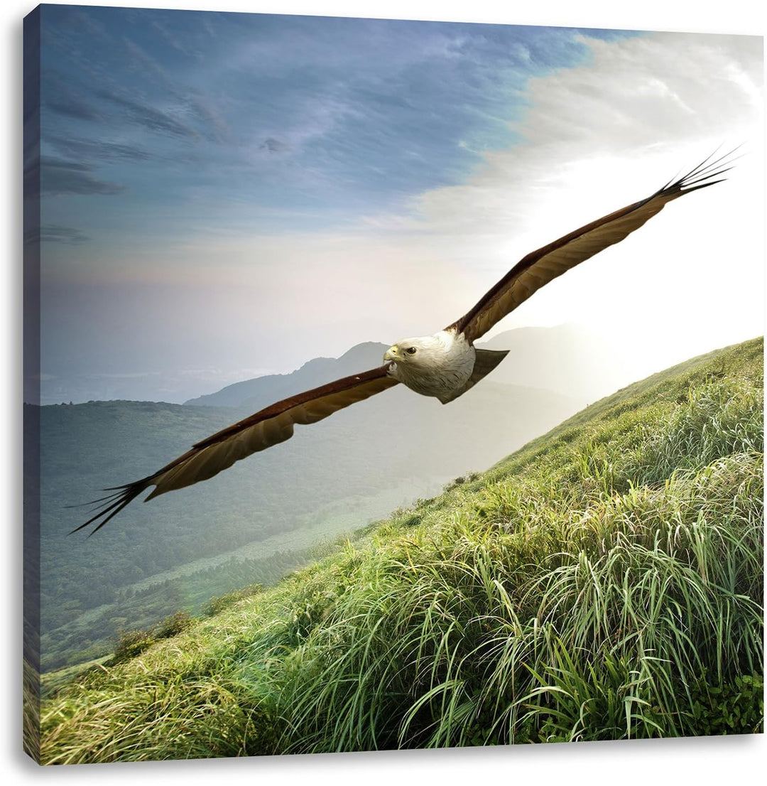 Pixxprint Majestätischer Weisskopfseeadler als Leinwandbild/Grösse: 70x70 cm/Wandbild/Kunstdruck/fer