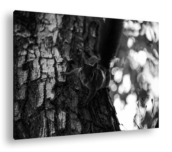 deyoli zutrauliches wildes Eichhörnchen Format: 80x60 Effekt: Schwarz&Weiss als Leinwandbild, Motiv