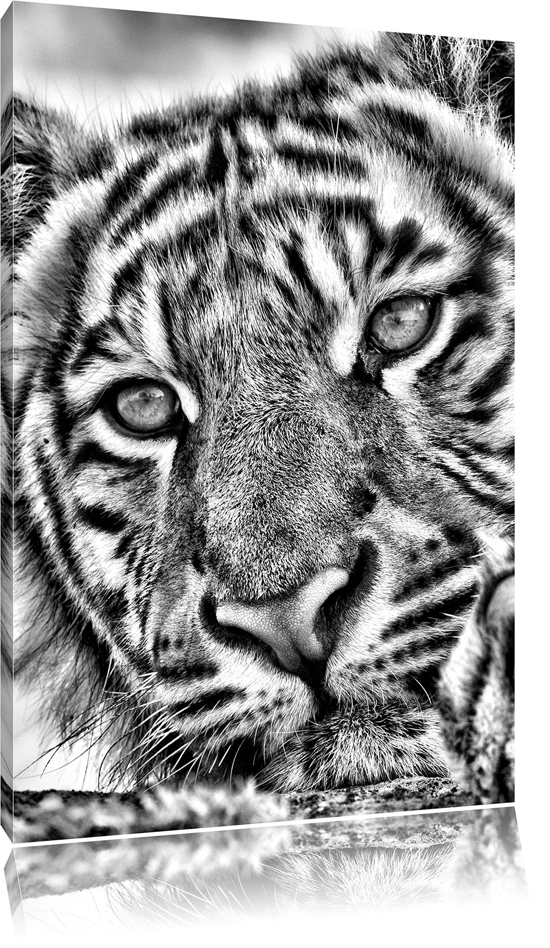 Monocrome, Tiger, Format: 100x70 auf Leinwand, XXL riesige Bilder fertig gerahmt mit Keilrahmen, Kun