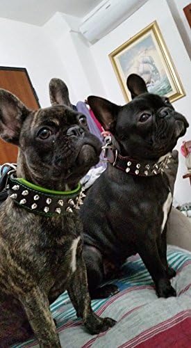Bestia Frenchie Halsband mit Schraubspitzen. 100% Leder. French Bulldog Design. Mops. Bulldog. Terri