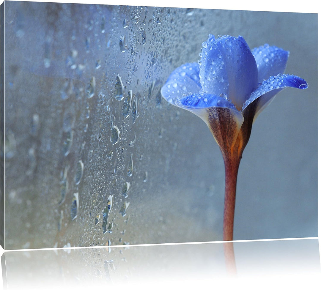 Pixxprint Frühlingsblume mit Tau als Leinwandbild/Grösse: 100x70 cm/Wandbild/Kunstdruck/fertig bespa