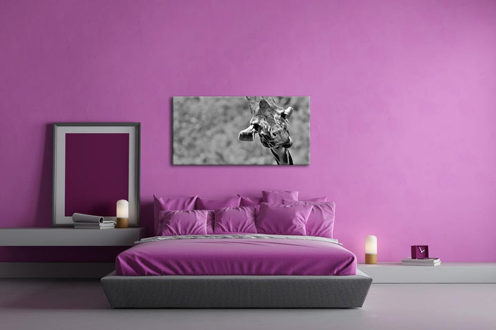 lustige Giraffe Panorama 120x60 cm Effekt: Schwarz/Weiss als Leinwandbild, Motiv fertig gerahmt auf