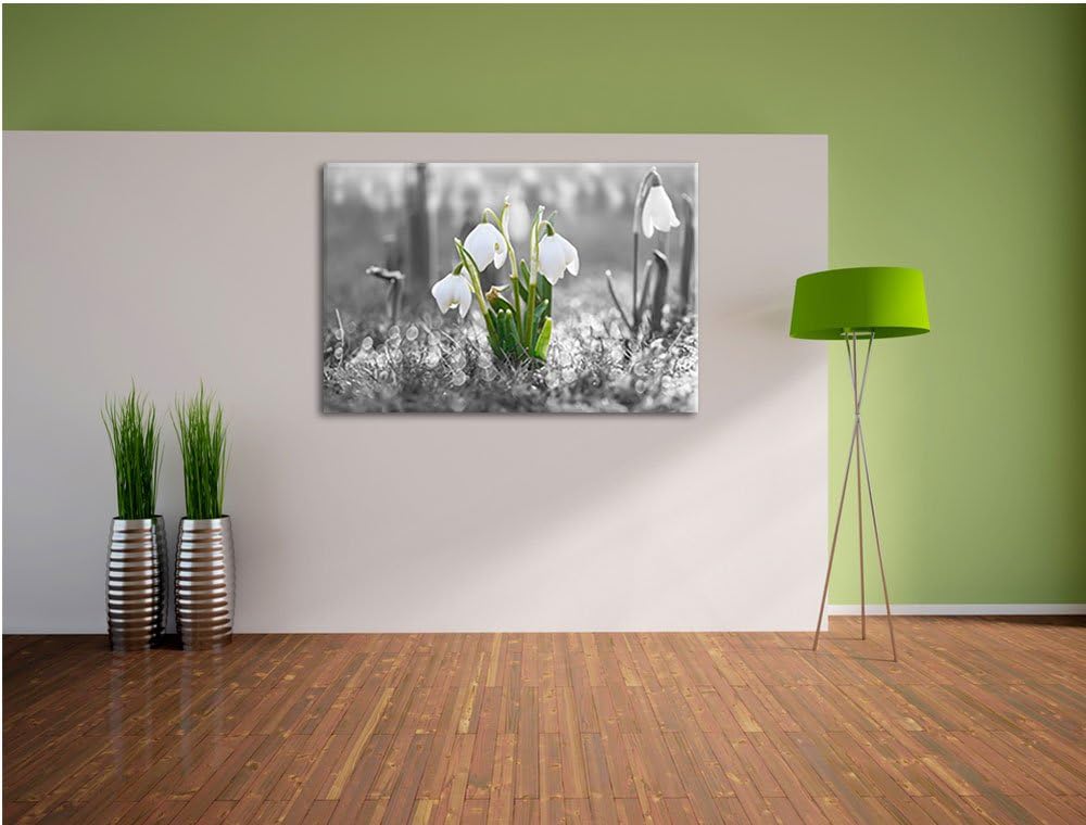 schöne Schneeglöckchen im Morgentau schwarz/weiss Format: 100x70 auf Leinwand, XXL riesige Bilder fe