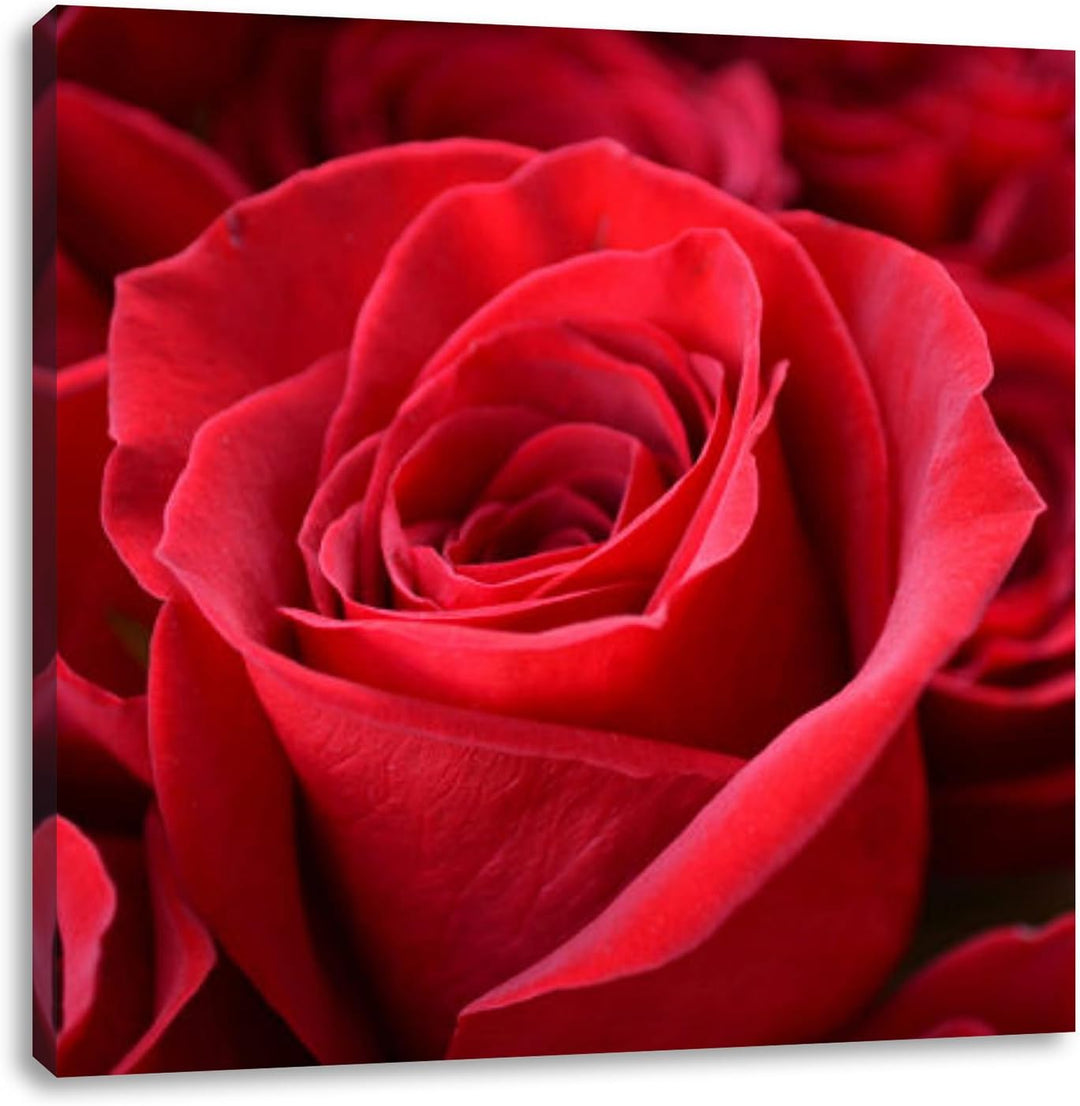 Romantische Rosen, Format: 70x70 auf Leinwand, XXL riesige Bilder fertig gerahmt mit Keilrahmen, Kun