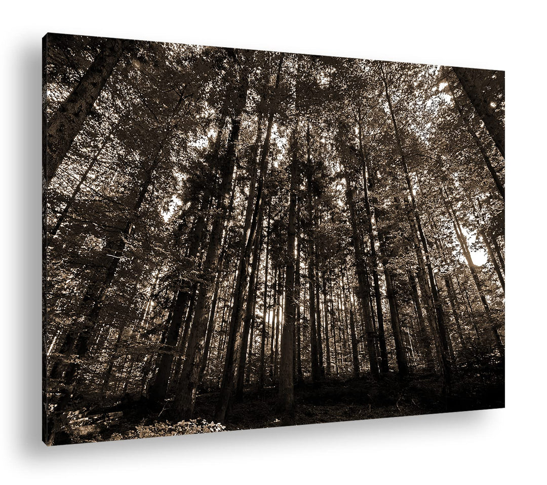 deyoli Wald voller Bäume Format: 80x60 als Leinwand, Effekt: Sepia, Motiv fertig gerahmt auf Echthol