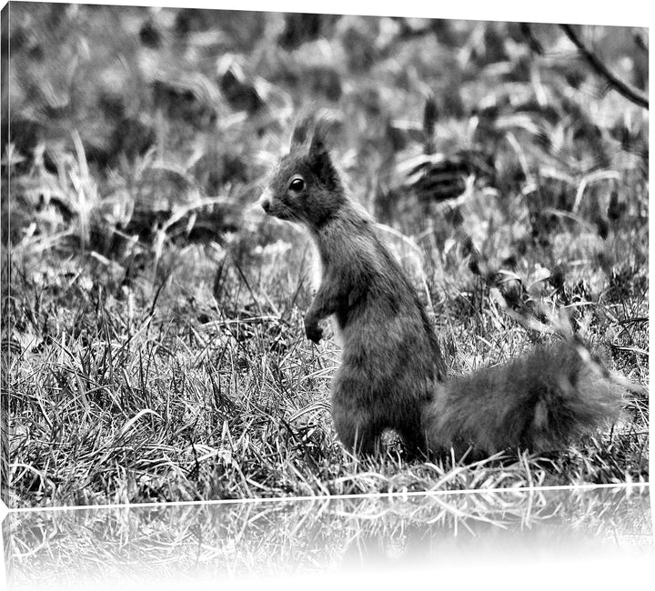 Pixxprint Eichhörnchen auf Boden als Leinwandbild/Grösse: 100x70 / Wandbild/Kunstdruck/fertig bespan