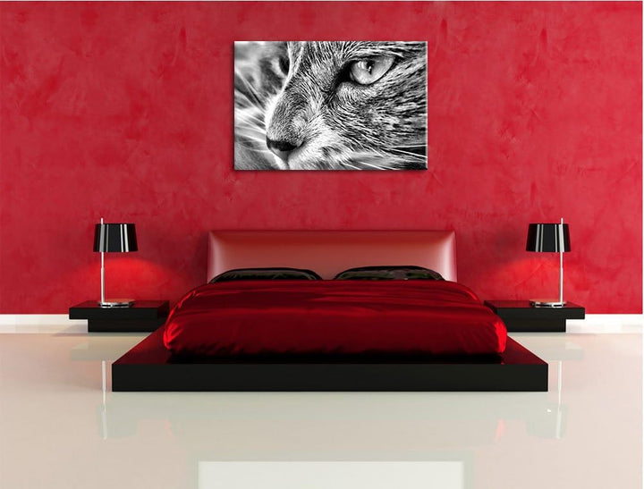 Pixxprint Katze mit blauen Augen als Leinwandbild/Grösse: 100x70 / Wandbild/Kunstdruck/fertig bespan