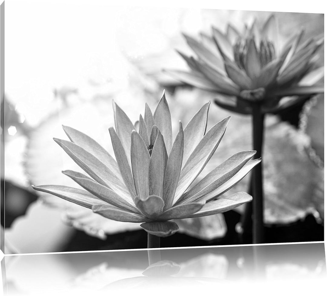 Pixxprint Lilafarbene Wasserlilie Kunst B&W, Format: 100x70 auf Leinwand, 100x70