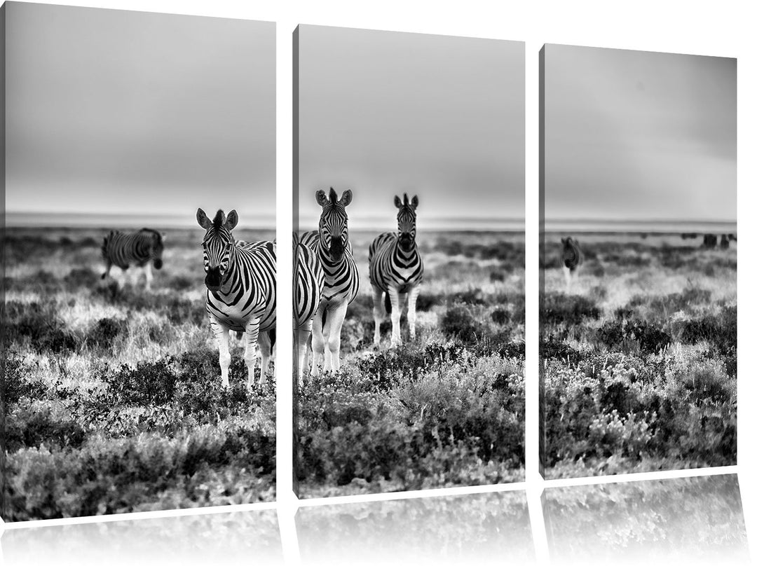 Pixxprint Zebra in der Savanne als Leinwandbild/Grösse: 3 Teilig (120x80) cm/Wandbild/Kunstdruck/fer