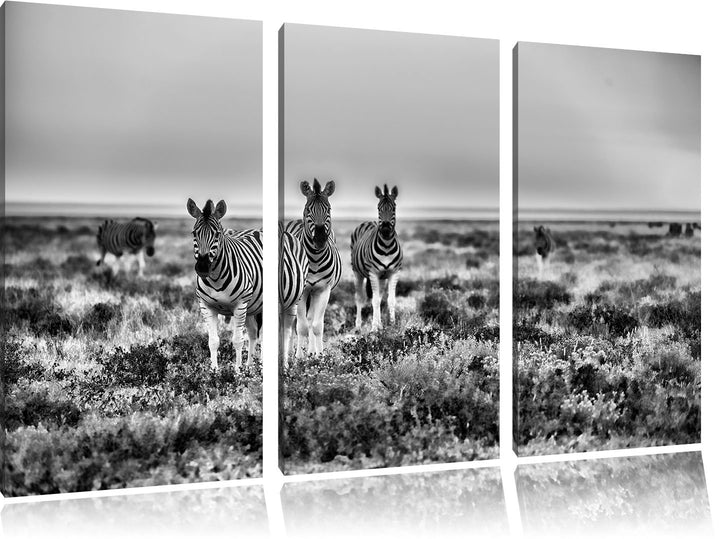 Pixxprint Zebra in der Savanne als Leinwandbild/Grösse: 3 Teilig (120x80) cm/Wandbild/Kunstdruck/fer