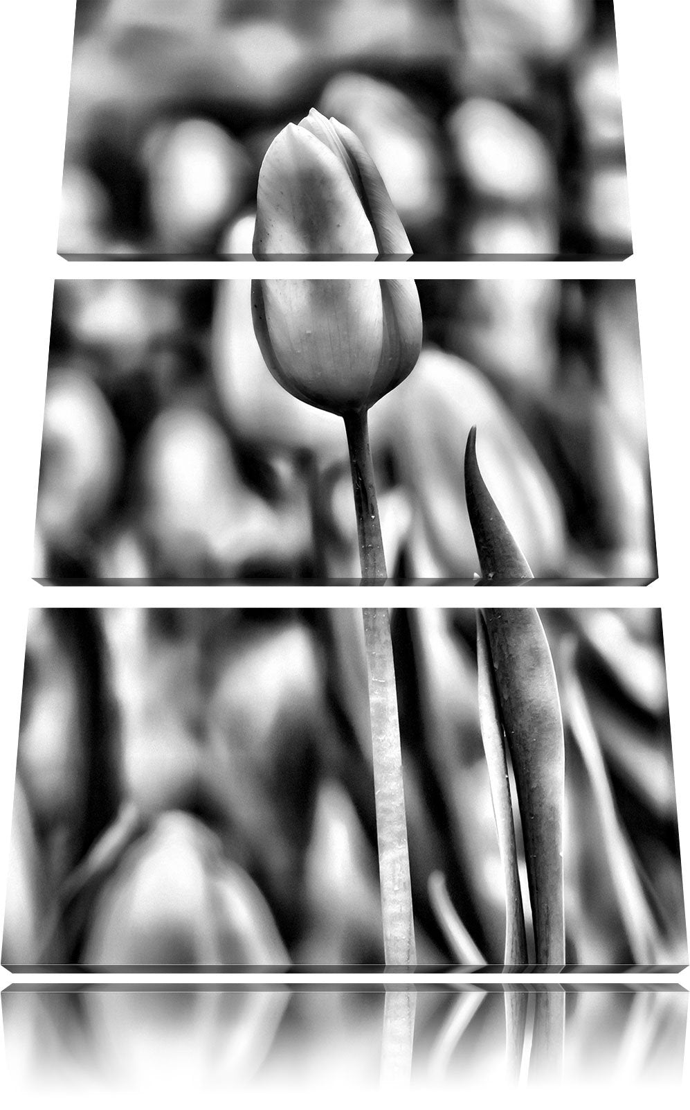 Pixxprint Gelbe Tulpen im Frühling als Leinwandbild/Grösse: 3 Teilig (120x80) cm/Wandbild/Kunstdruck