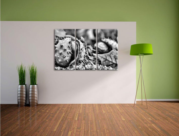 Pixxprint Monocrome, Erste Kastanie öffnet Sich 3-Teiler Leinwandbild 120x80 Bild auf Leinwand