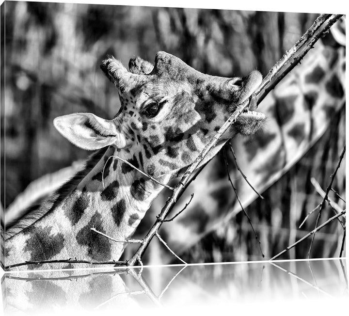 Pixxprint fressende Giraffe/Format: 100x70cm / Leinwandbild fertig bespannt Wandbild Kunstdruck, 100