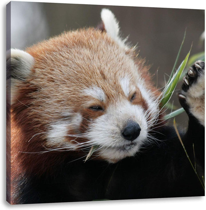 Kleiner Panda sagt Hallo, Format: 70x70 auf Leinwand, XXL riesige Bilder fertig gerahmt mit Keilrahm