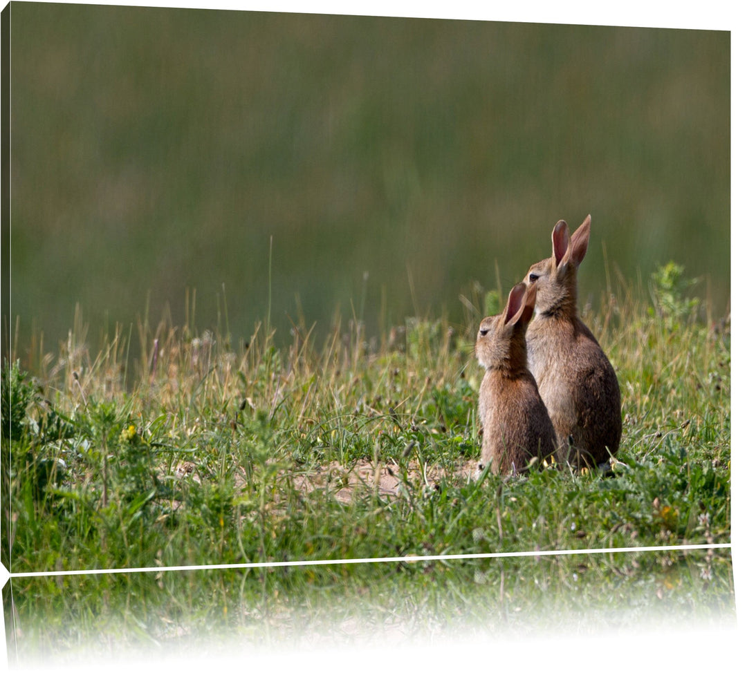 zwei Häschen auf Frühlingswiese Leinwand, XXL riesige Bilder fertig gerahmt mit Keilrahmen, Kunstdru
