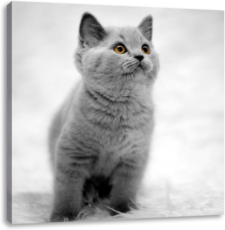 Pixxprint Niedliches Katzenbaby auf Teppich als Leinwandbild Quadratisch/Grösse: 70x70 / Wandbild/Ku