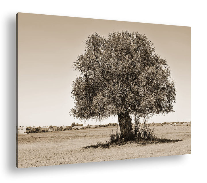 deyoli himmlicher einsamer Baum Format: 60x40 cm Effekt: Sepia als Leinwandbild, Motiv fertig gerahm