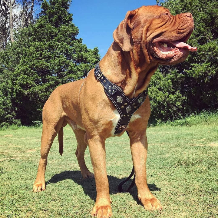 Bestia "Aztec'' Leder Brustgeschirr für grosse Hunde in Schwarz M- für einen Brustumfang von 50 cm b