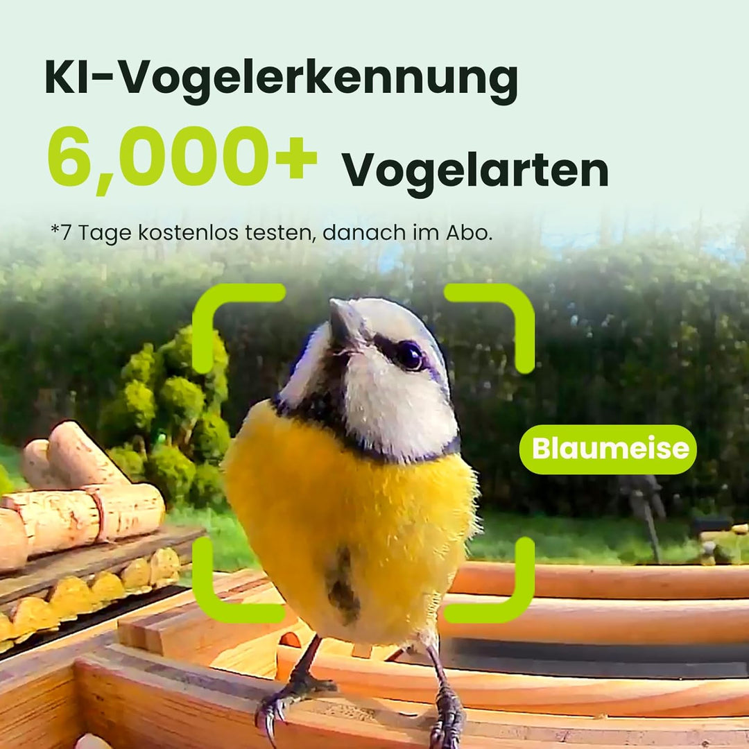 NETVUE by Birdfy Vogelfutterhaus mit Kamera zur Live-Beobachtung Nachtsicht, Solarbetrieb Bambus WLA