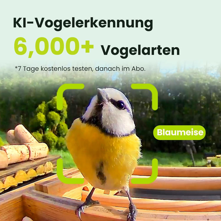 NETVUE by Birdfy Vogelfutterhaus mit Kamera zur Live-Beobachtung Nachtsicht, Solarbetrieb Bambus WLA