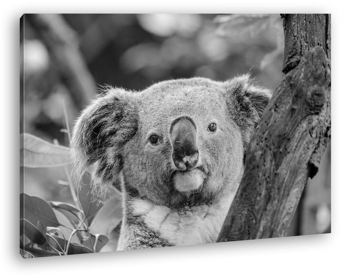 deyoli kleiner Süsser Koala Effekt: Schwarz/Weiss Format: 100x70 als Leinwandbild, Motiv fertig gera