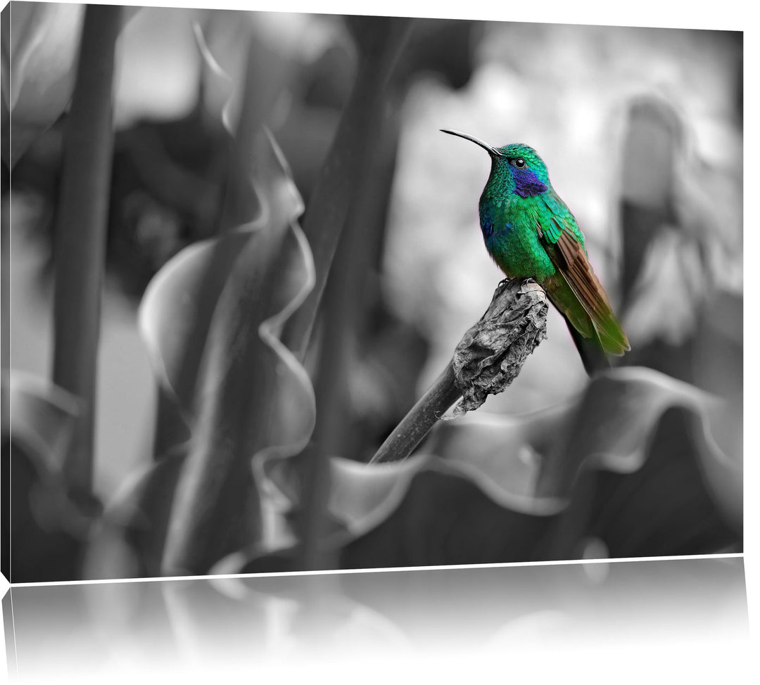 Pixxprint Kolibri in seinem Lebensraum als Leinwandbild/Grösse: 100x70 / Wandbild/Kunstdruck/fertig