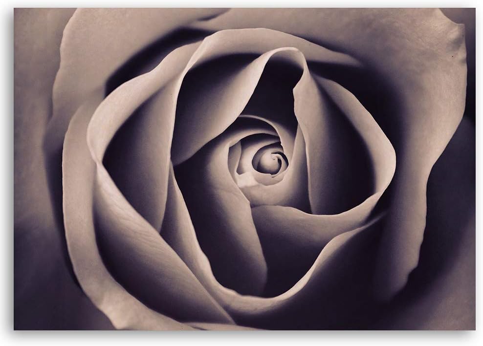 Feeby Bild auf Leinwand Rose Kunstdruck modern Blume Grau 80x60 cm M14549 80x60 cm, M14549 80x60 cm