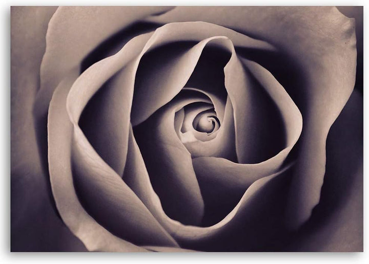 Feeby Bild auf Leinwand Rose Kunstdruck modern Blume Grau 80x60 cm M14549 80x60 cm, M14549 80x60 cm