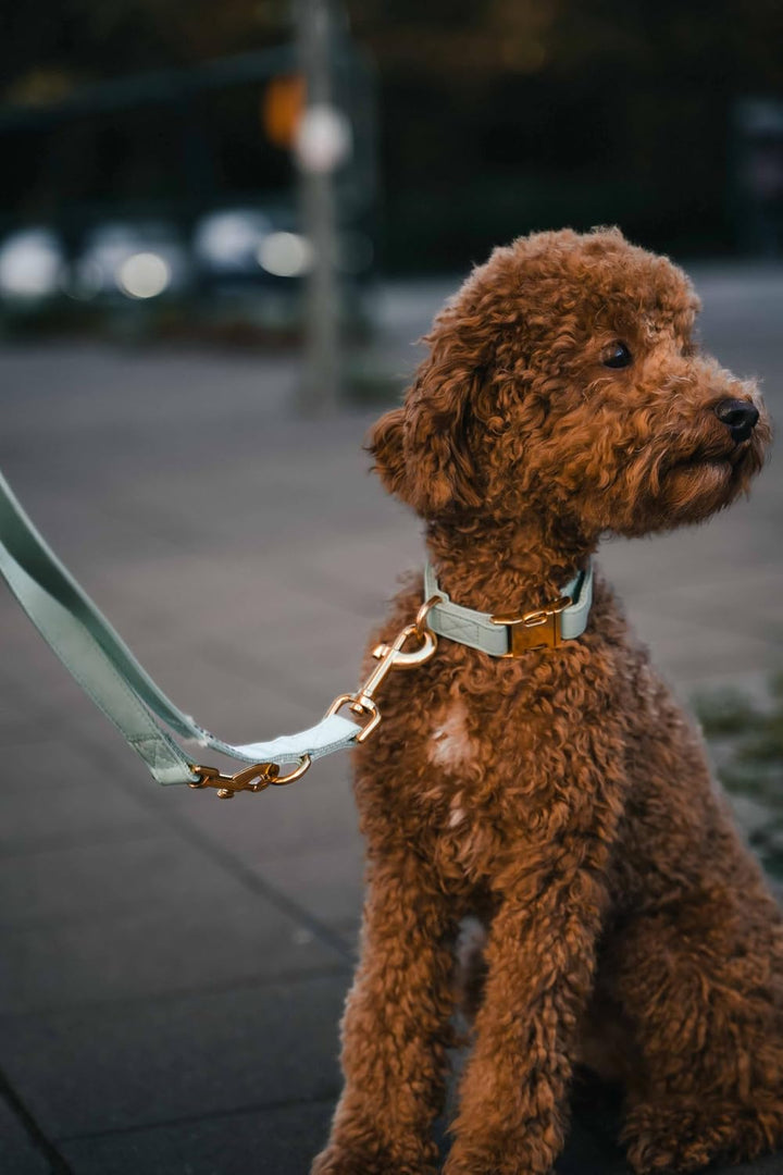 VELVETIER® "Paris" | Halsband Hund im Set mit Leine &amp; Beutelspender | Veganes Leder | Hunde Halsbänd
