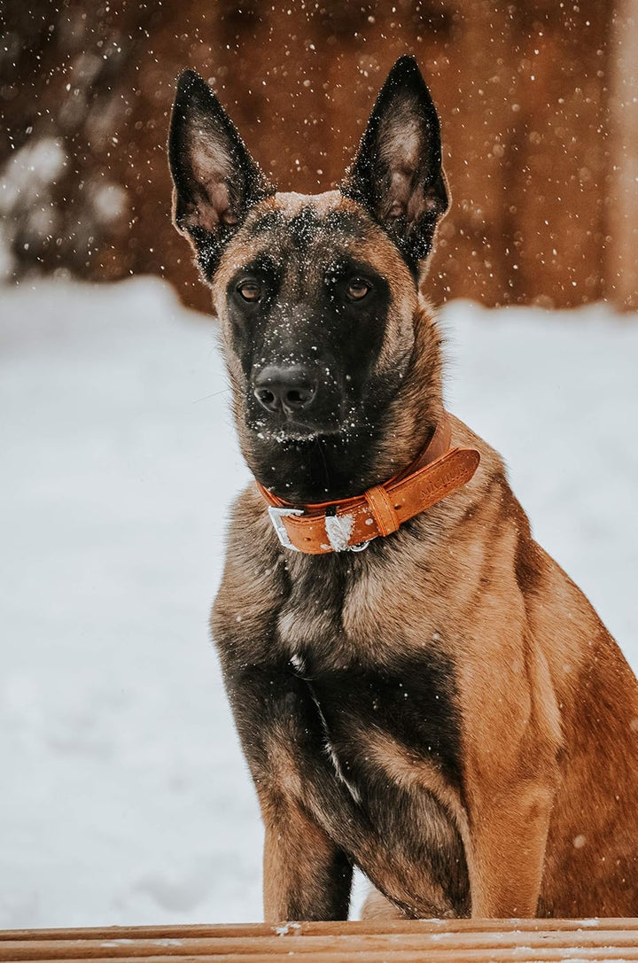 MICHUR Charly Hundehalsband Leder Braun Rot, Lederhalsband Hund, Halsband, Leder, in verschiedenen G