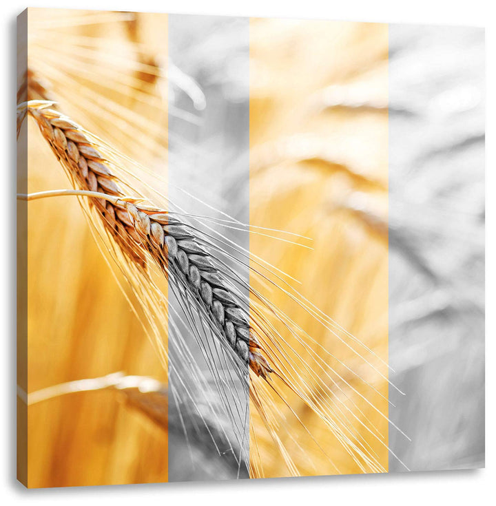 Pixxprint Weizen schwarzweiss als Leinwandbild/Grösse: 70x70 cm/Wandbild/Kunstdruck/fertig bespannt,