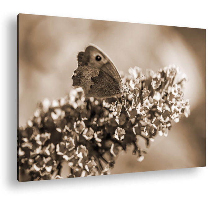 deyoli lieblicher Schmetterling Effekt: Sepia Format: 80x60 als Leinwandbild, Motiv fertig gerahmt a