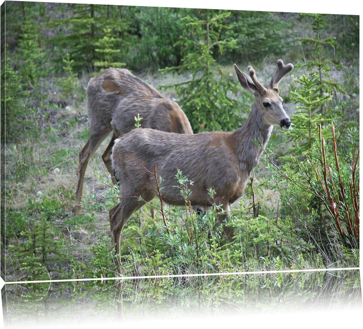 Pixxprint junges Rehpaar Leinwand, XXL riesige Bilder fertig gerahmt mit Keilrahmen, Kunstdruck auf