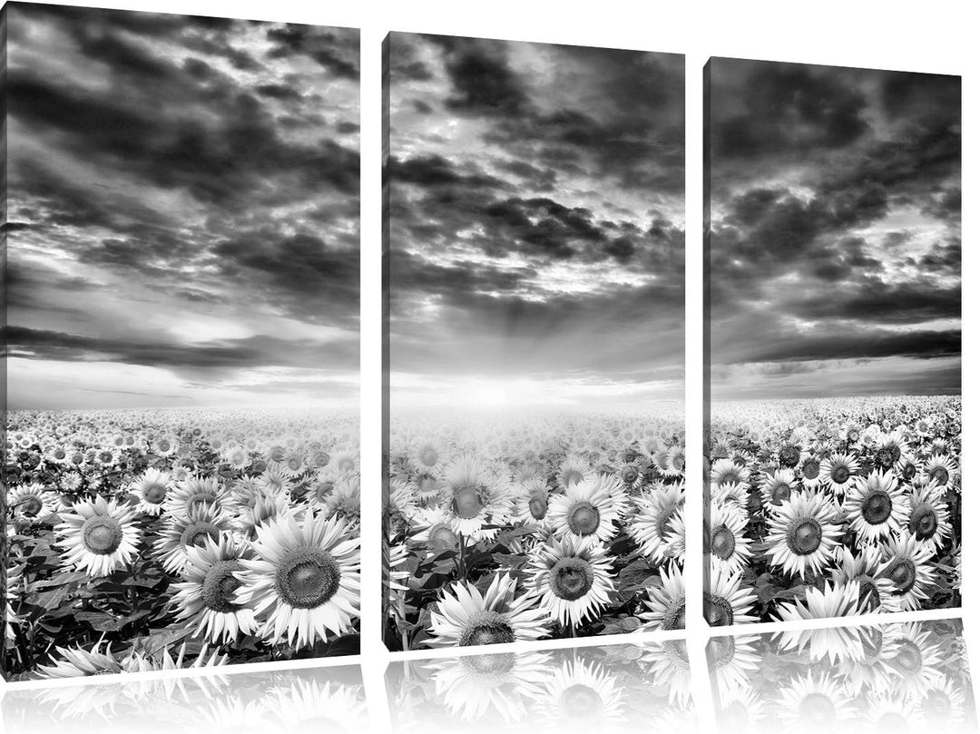 Pixxprint Sonnenblumenfeld als Leinwandbild/Grösse: 3 Teilig (120x80) cm/Wandbild/Kunstdruck/fertig