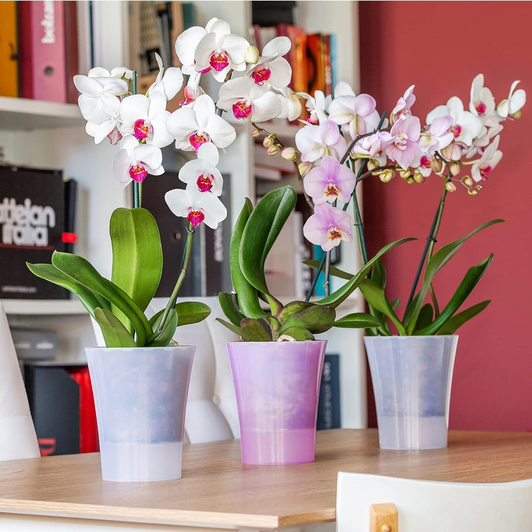Santino 6er-Set Orchideentopf transparent mit selbstbewässerndem Dochtsystem - D 15 cm - Transparent