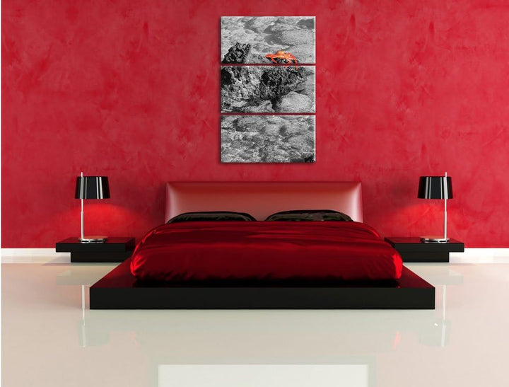 Pixxprint rote Krabbe auf Riff als Leinwandbild/Grösse: 3 Teilig (120x80) cm/Wandbild/Kunstdruck/fer