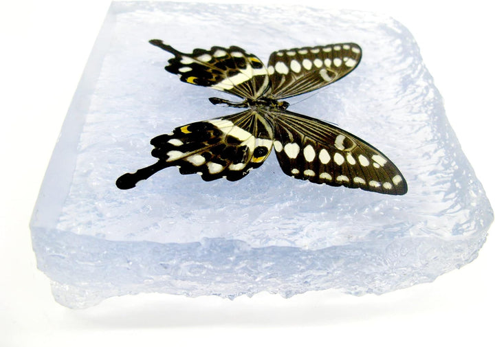 Echter, sorgfältig präparierten Schmetterling in Kunstharz gegossen. Dekorativ und selten. Bewahren