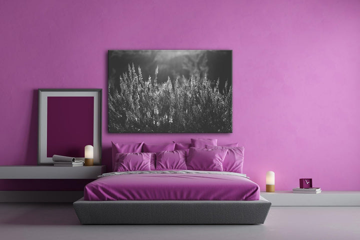 deyoli blühende Gräser Format: 80x60 Effekt: Schwarz/Weiss als Leinwand, Motiv fertig gerahmt auf Ec