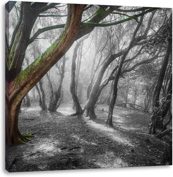 Pixxprint einsamer Baum in tristem Grau schwarz/weiss, Format: 70x70 auf Leinwand, 70x70