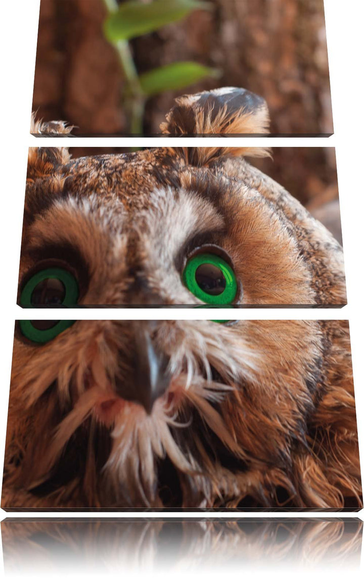 Pixxprint Kleine Eule grüne Augen als Leinwandbild/Grösse: 3 Teilig (120x80) cm/Wandbild/Kunstdruck/