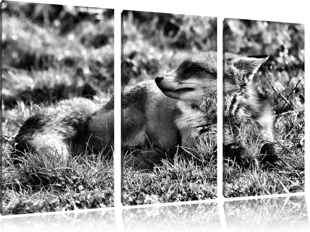 Pixxprint Kleiner Fuchs auf Wiese als Leinwandbild/Grösse: 3 Teilig (120x80) / Wandbild/Kunstdruck/f