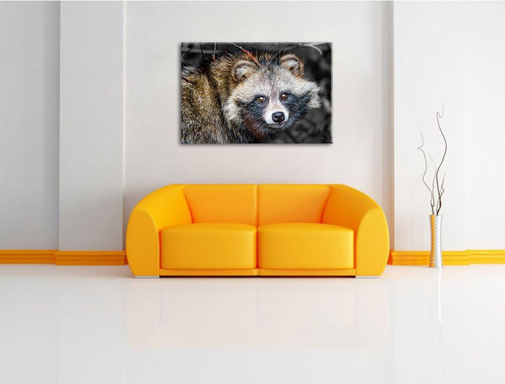 süsser Waschbär schwarz/weiss Format: 100x70auf Leinwand, XXL riesige Bilder fertig gerahmt mit Keil